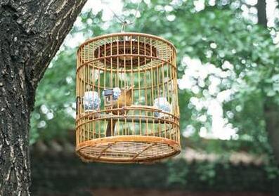 The choice of cage is all about the bird
