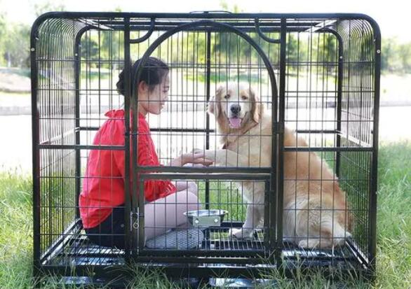 Choose a pet carrier that fits your dog