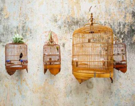 The choice of cage is all about the bird