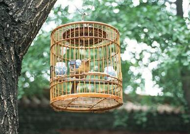 Explain the advantages and disadvantages of various bird cages