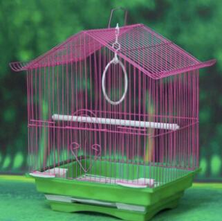How to keep pet birds in a cage
