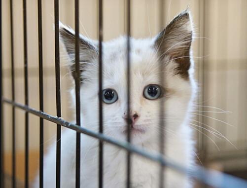 A cat carrier inside a pet cage has many advantages
