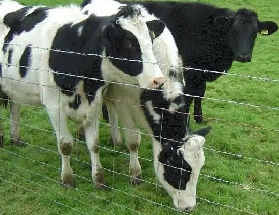 How many years can the cattle net be used?
