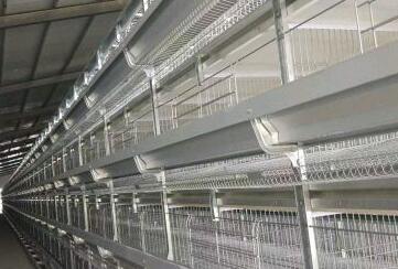 What problems should we pay attention to when using cooped chickens